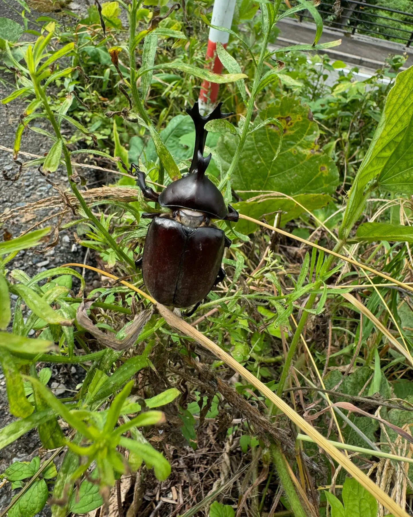 天然のカブトムシいた、