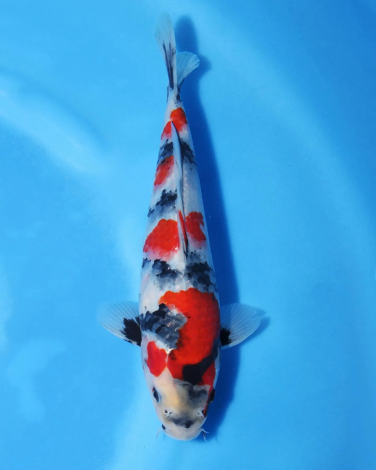 良い昭和ゲットしました❗️