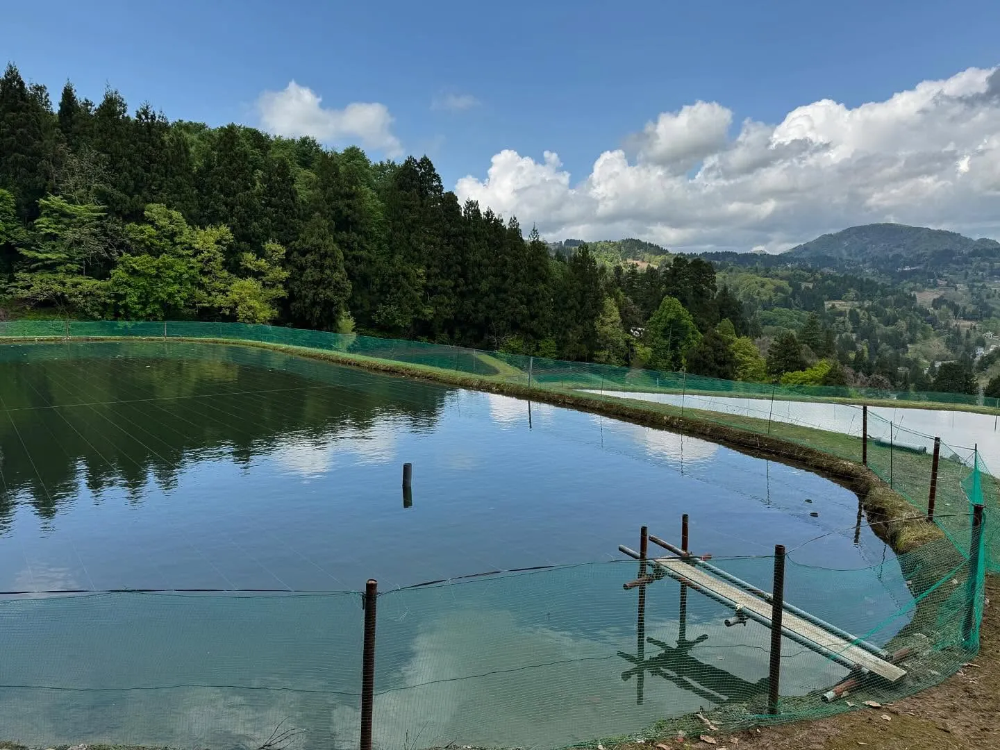 I'm ready to move koi❗️