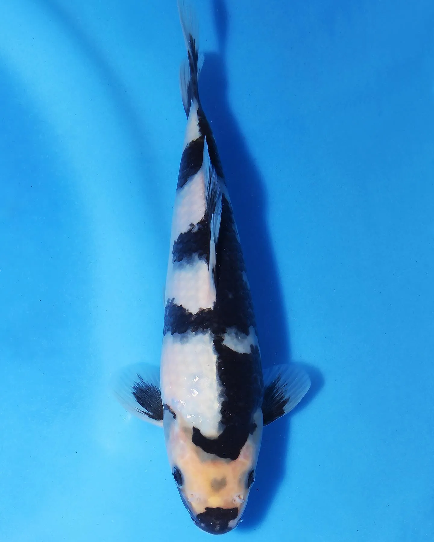 白写りをお店に並べました❗️