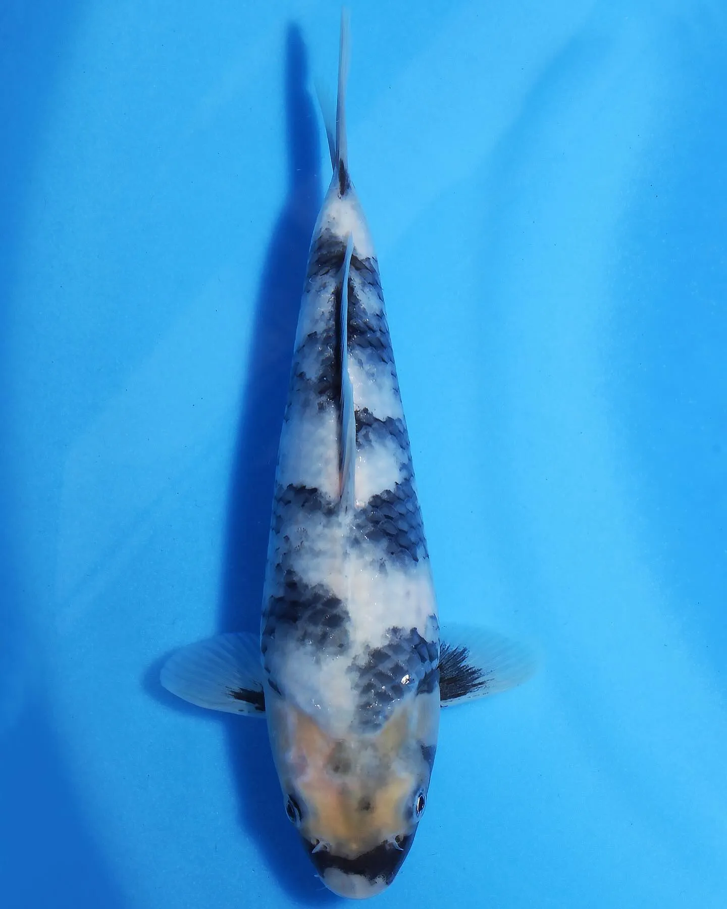 白写りをお店に並べました❗️