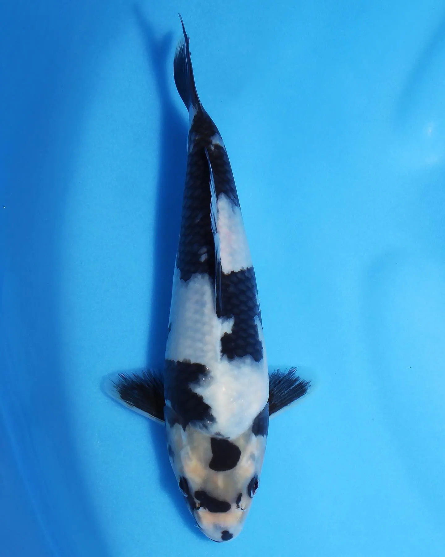 白写りをお店に並べました❗️