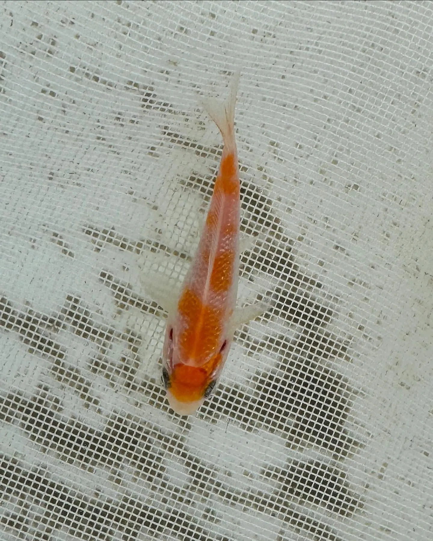 ヤバいやついたー❗️