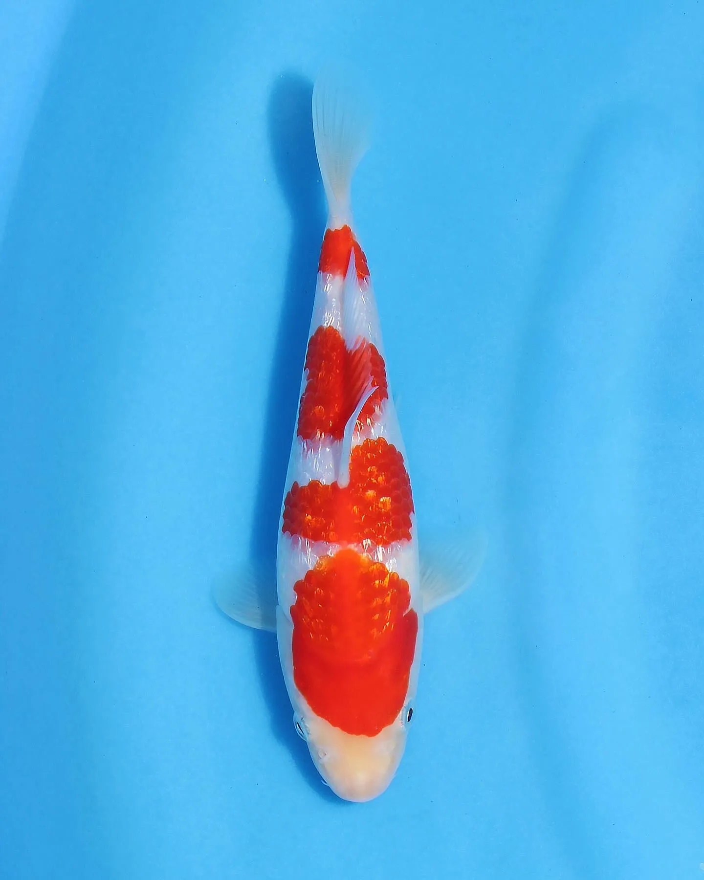 秋に向けて品評会用の鯉をGETしました❗️