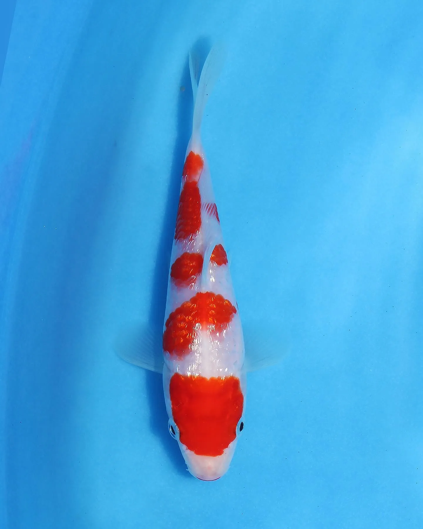 秋に向けて品評会用の鯉をGETしました❗️