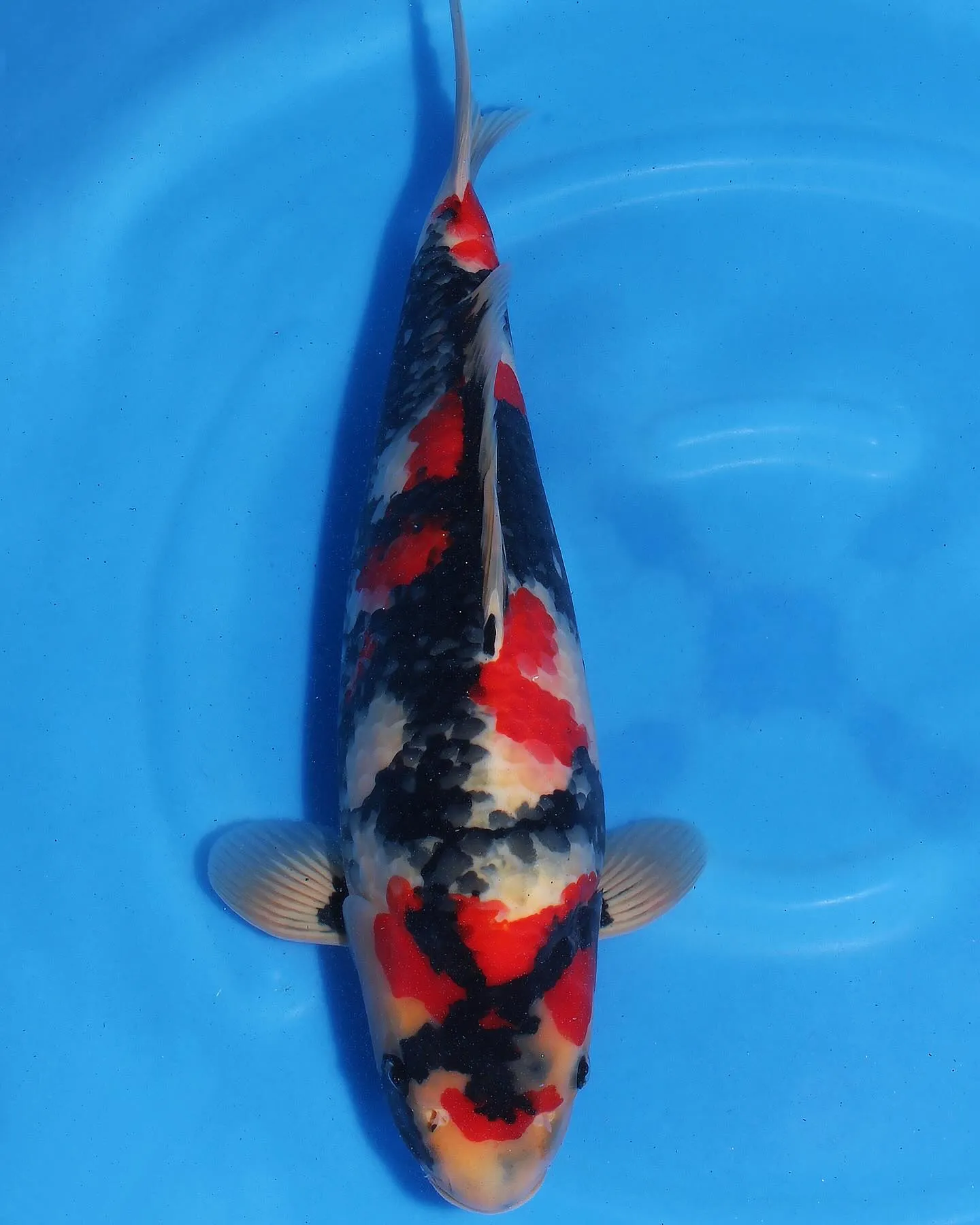 鯉ハントが始まった❗️