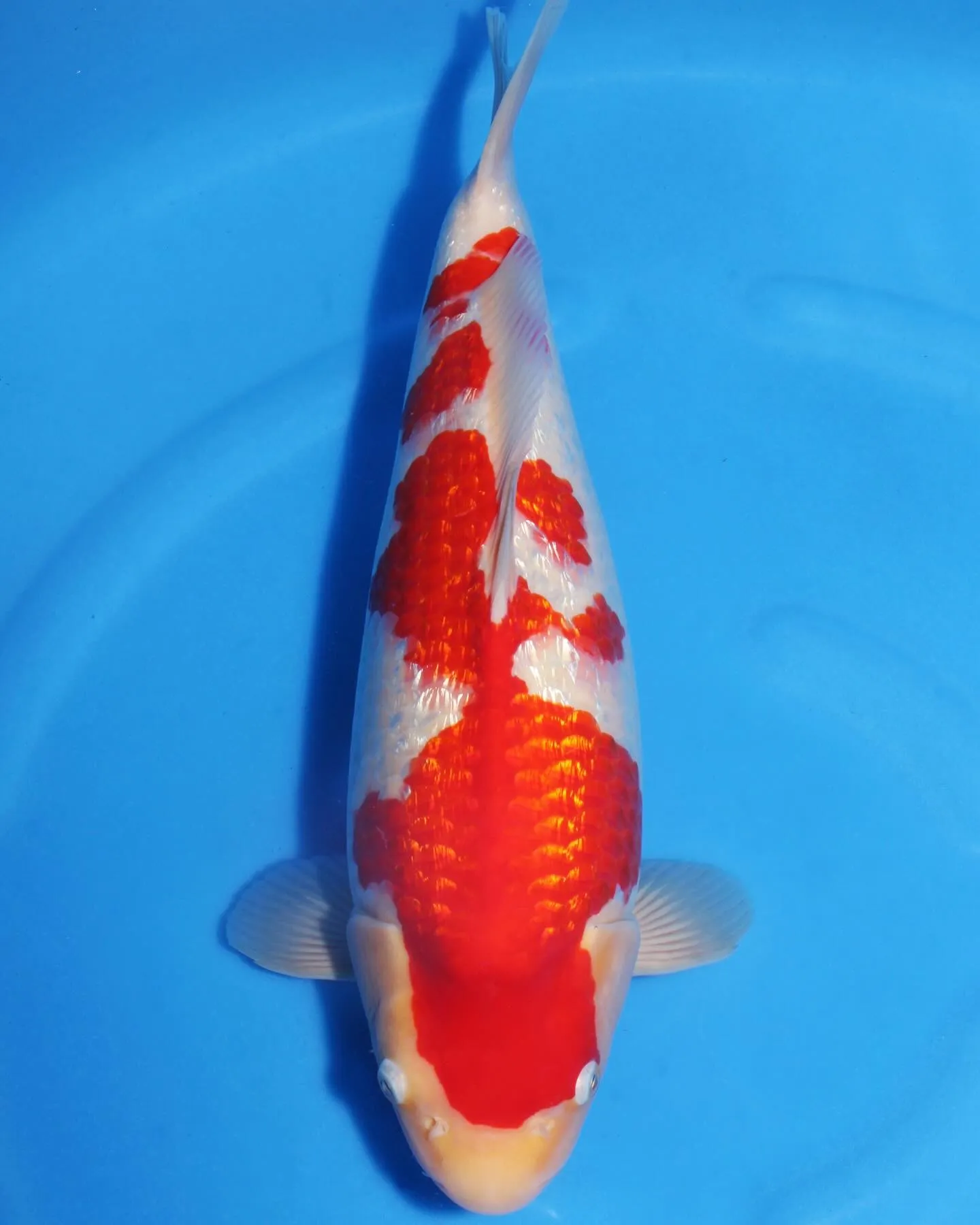 まだ40cmだけどムチムチに仕上がりました💦