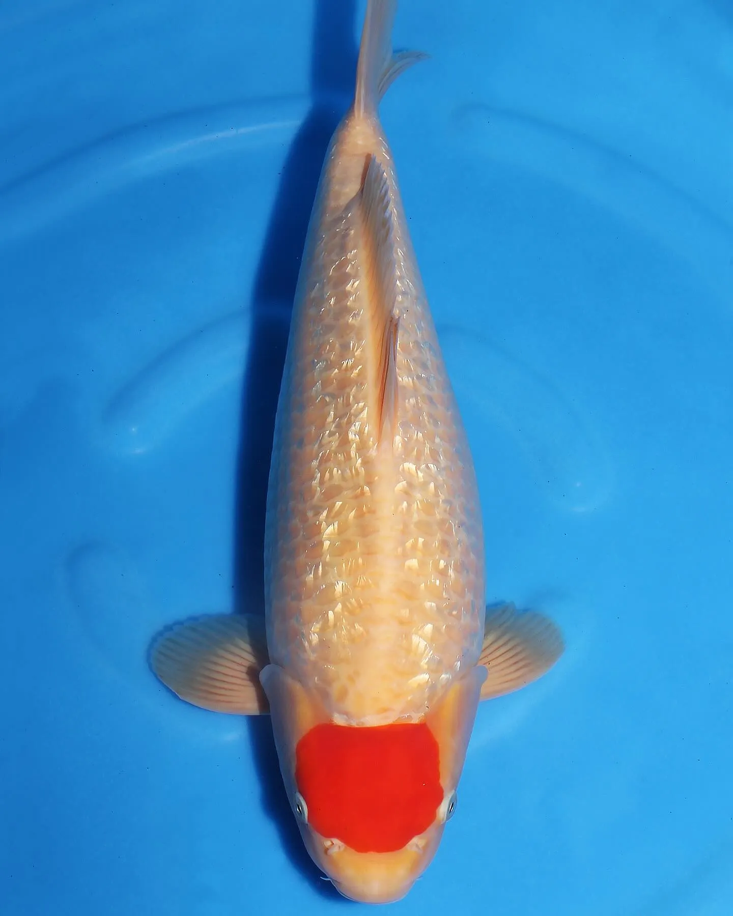 追い星あるんだけど、腹も柔らかくてメスみたい💦