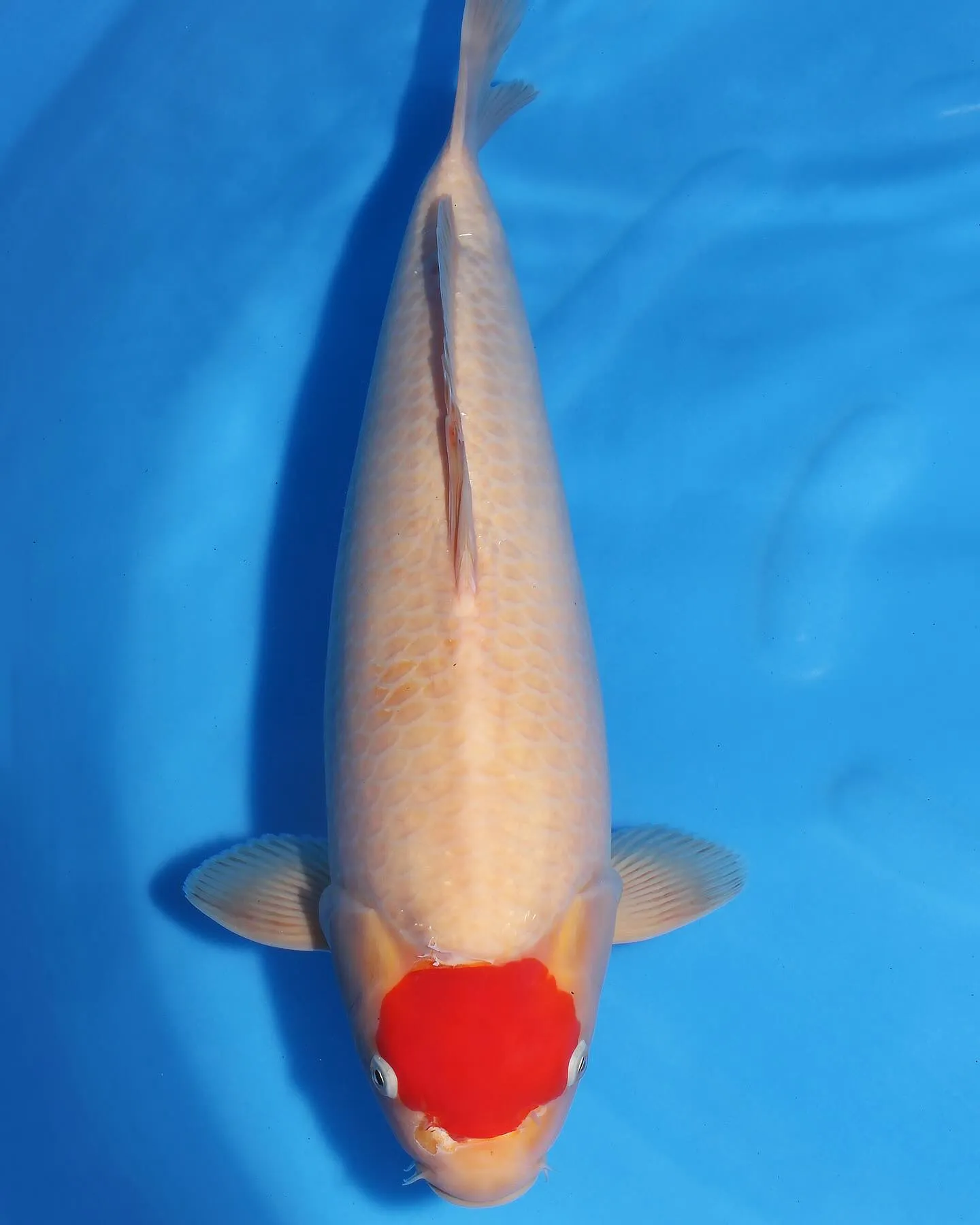 追い星あるんだけど、腹も柔らかくてメスみたい💦