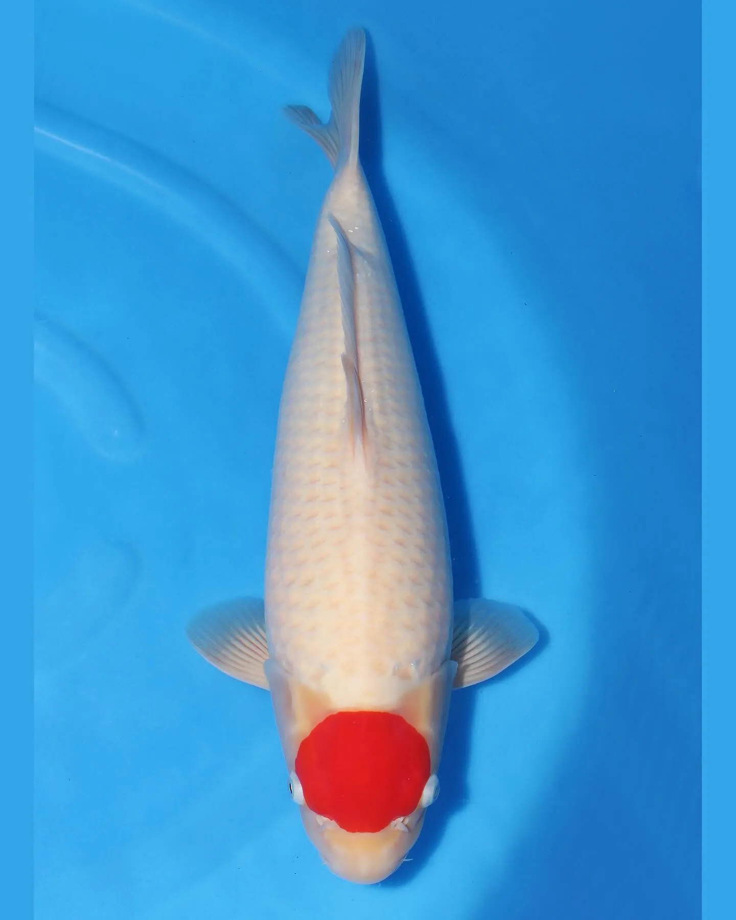 丹頂紅白 female 47cm