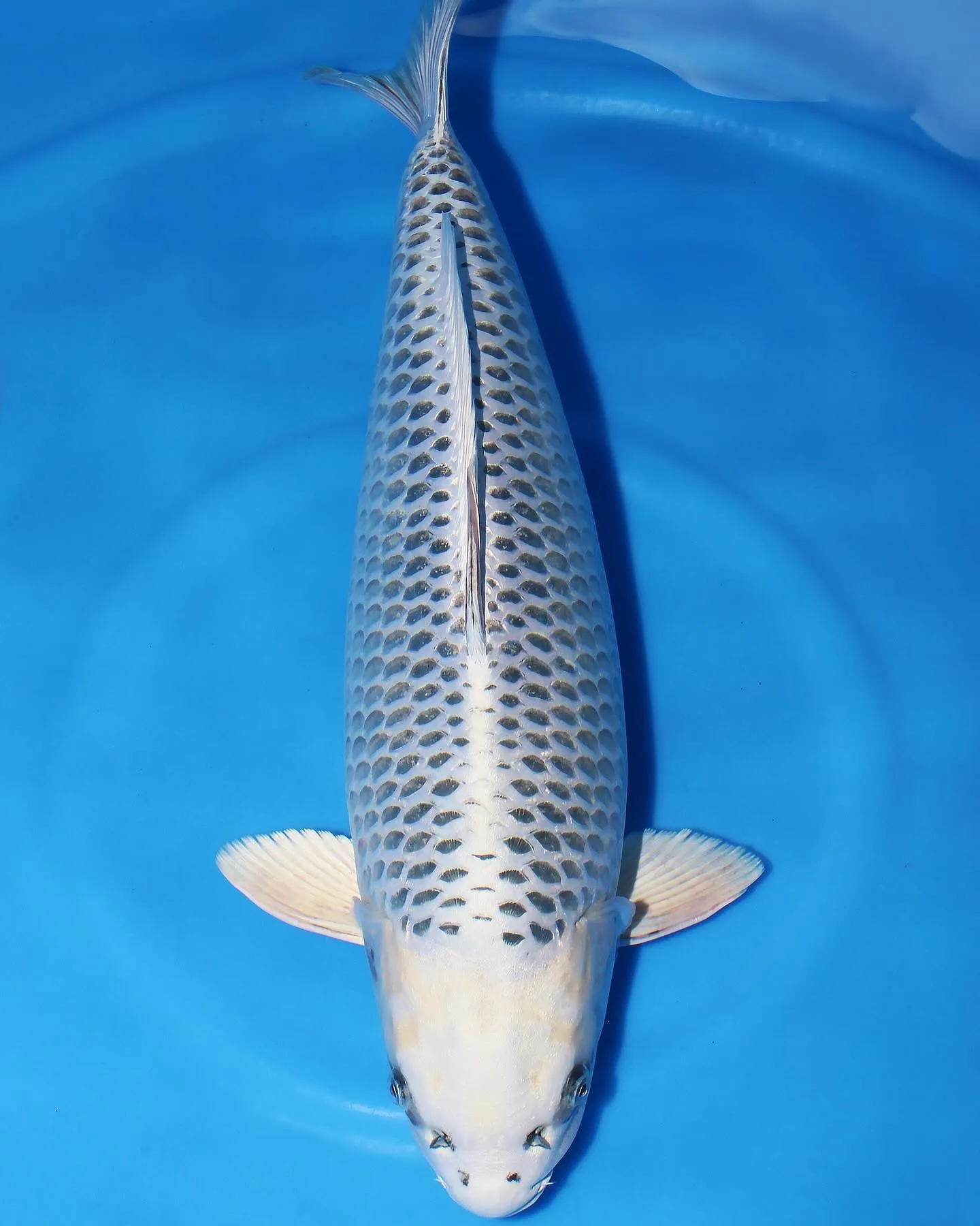 2歳立てを1枚だけ池上げしました💦