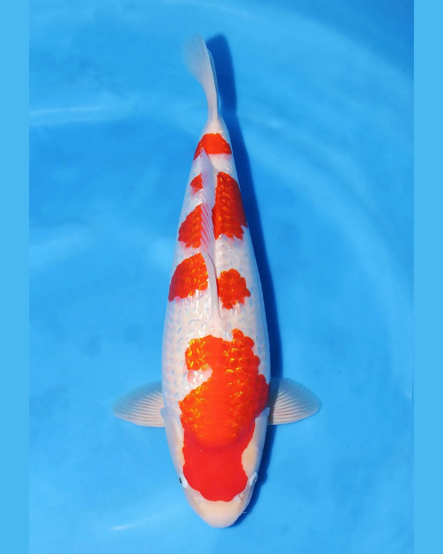 TORAZO 池上げ❗️