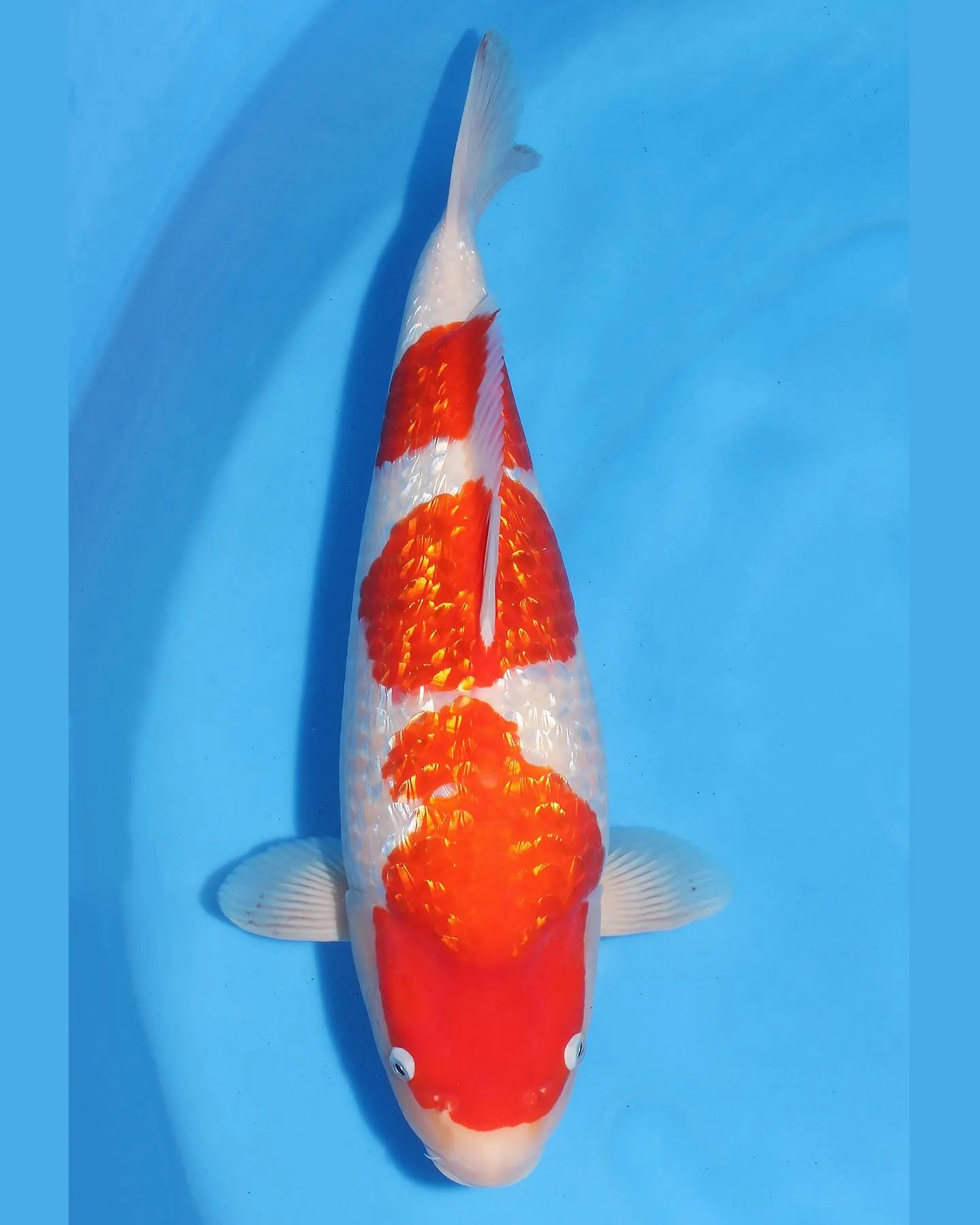 TORAZO 池上げ❗️