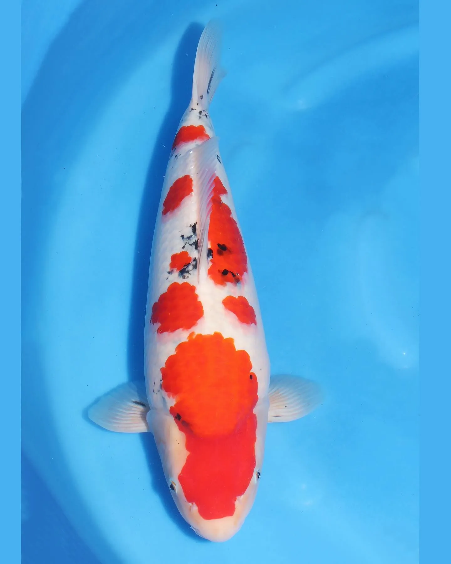 TORAZO 池上げ❗️