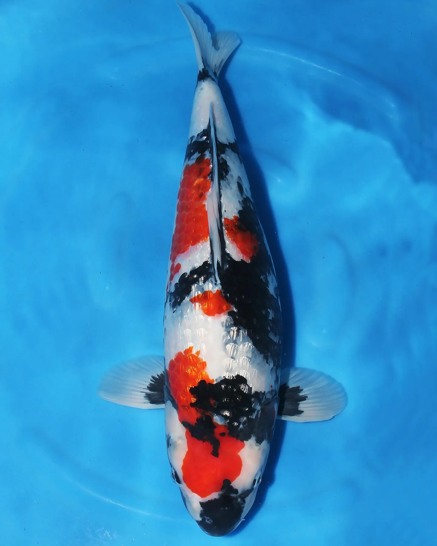 廣井養鯉場で良いくじを引けました❗️