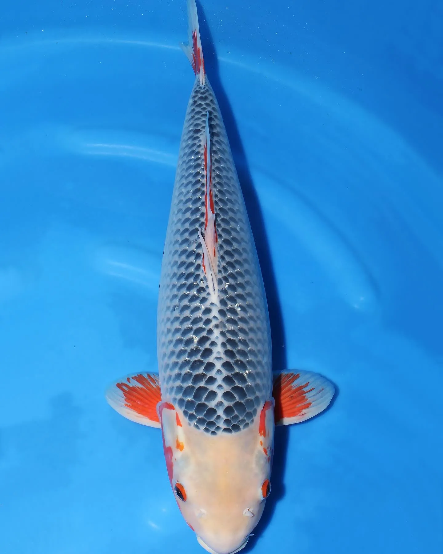 鱗目の綺麗な浅黄を見つけました❗️