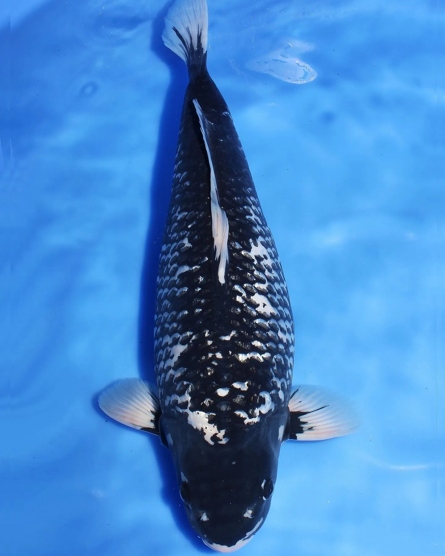 ヤバイ、カッコイイ❗️