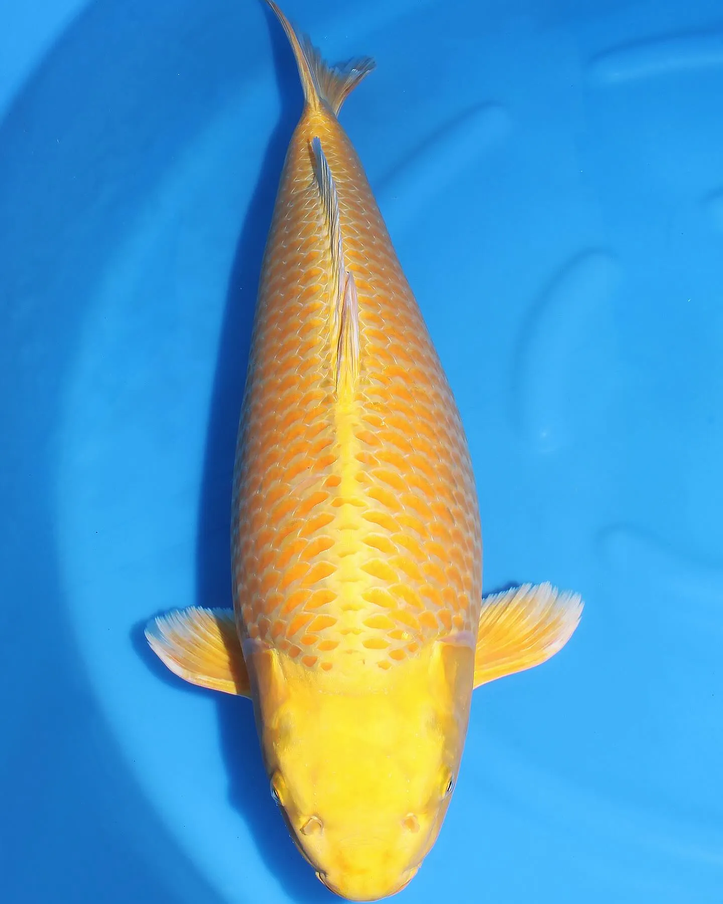 2sai 65cm female❗️