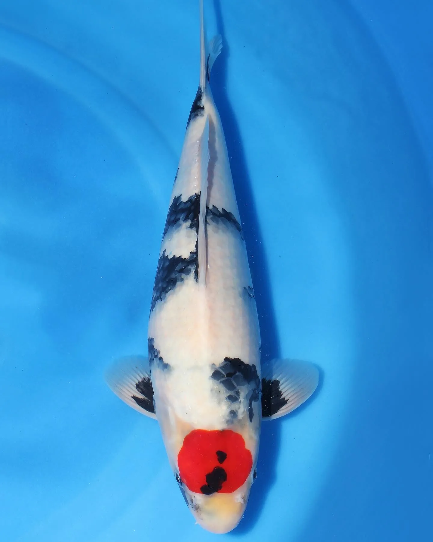 関口丹頂昭和❗️