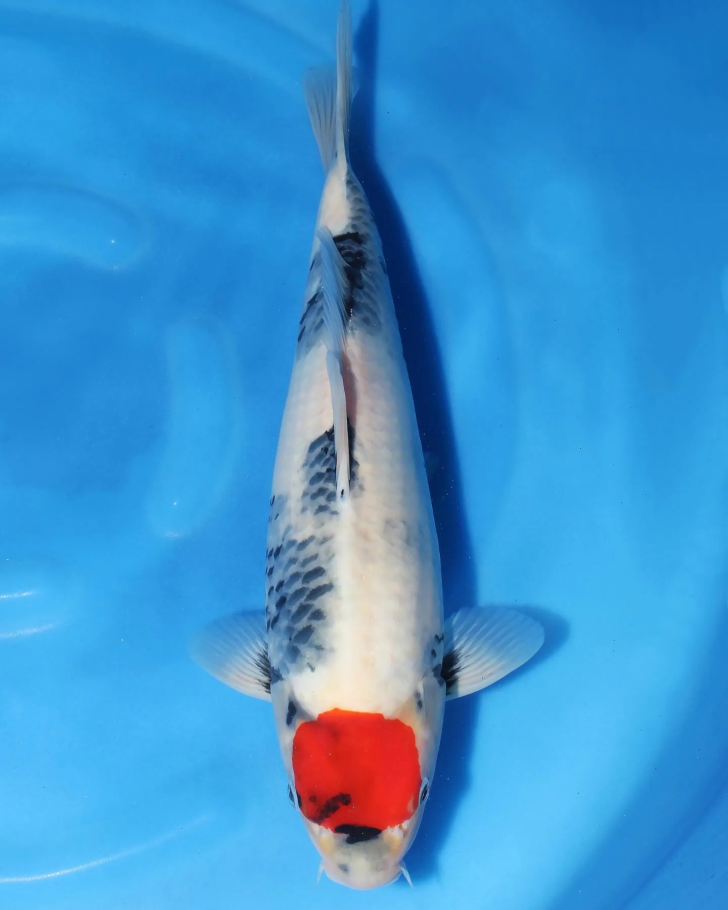 関口丹頂昭和❗️