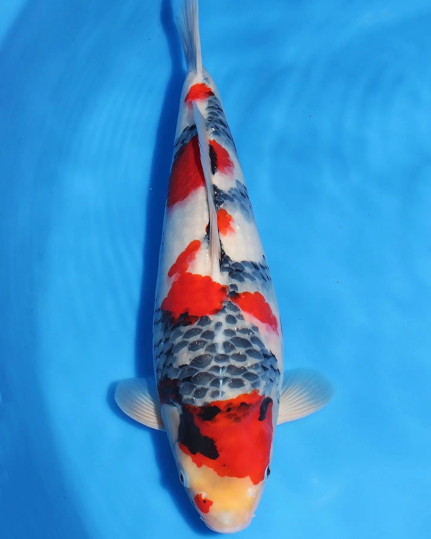 スペシャル❗️