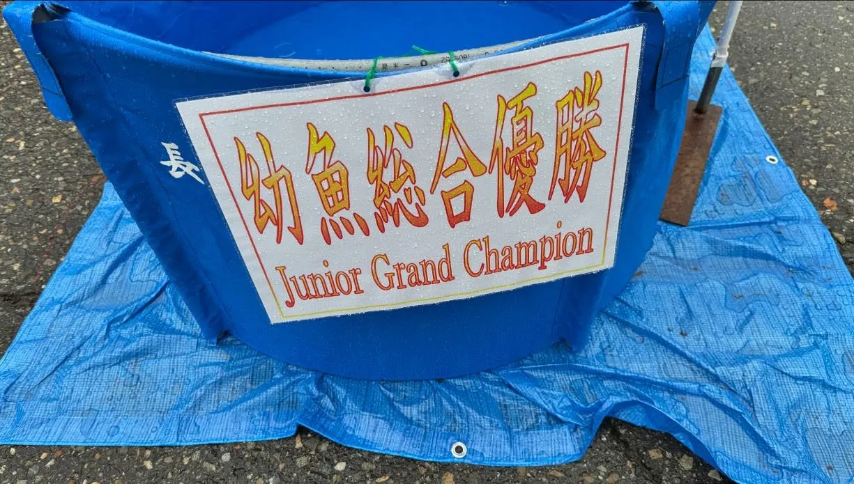 長岡市品評会にて、弊社販売鯉が幼魚総合優勝と70部の部優勝を...