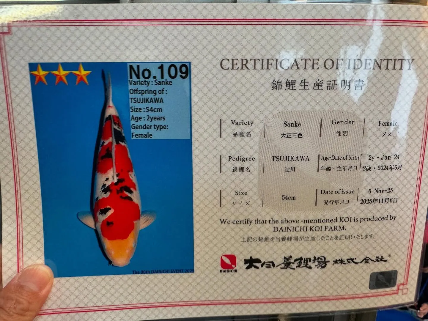 大日オークションで欲しい鯉買えたー❗️