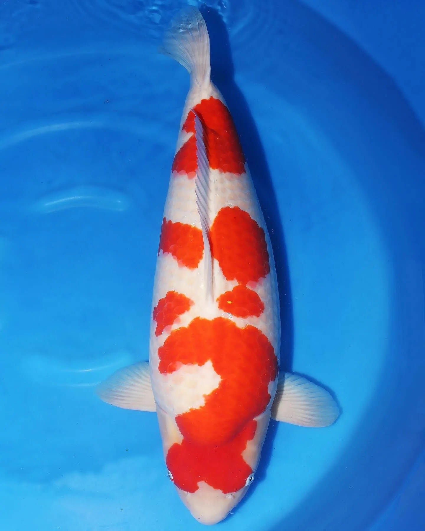 坂牧紅白、凄い❗️