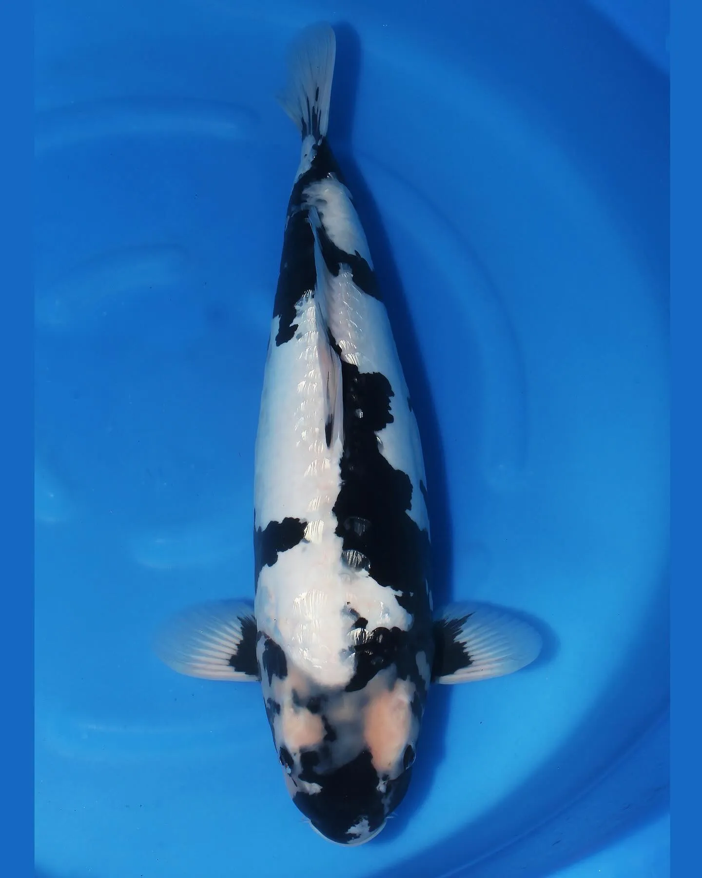 墨、墨、墨❗️