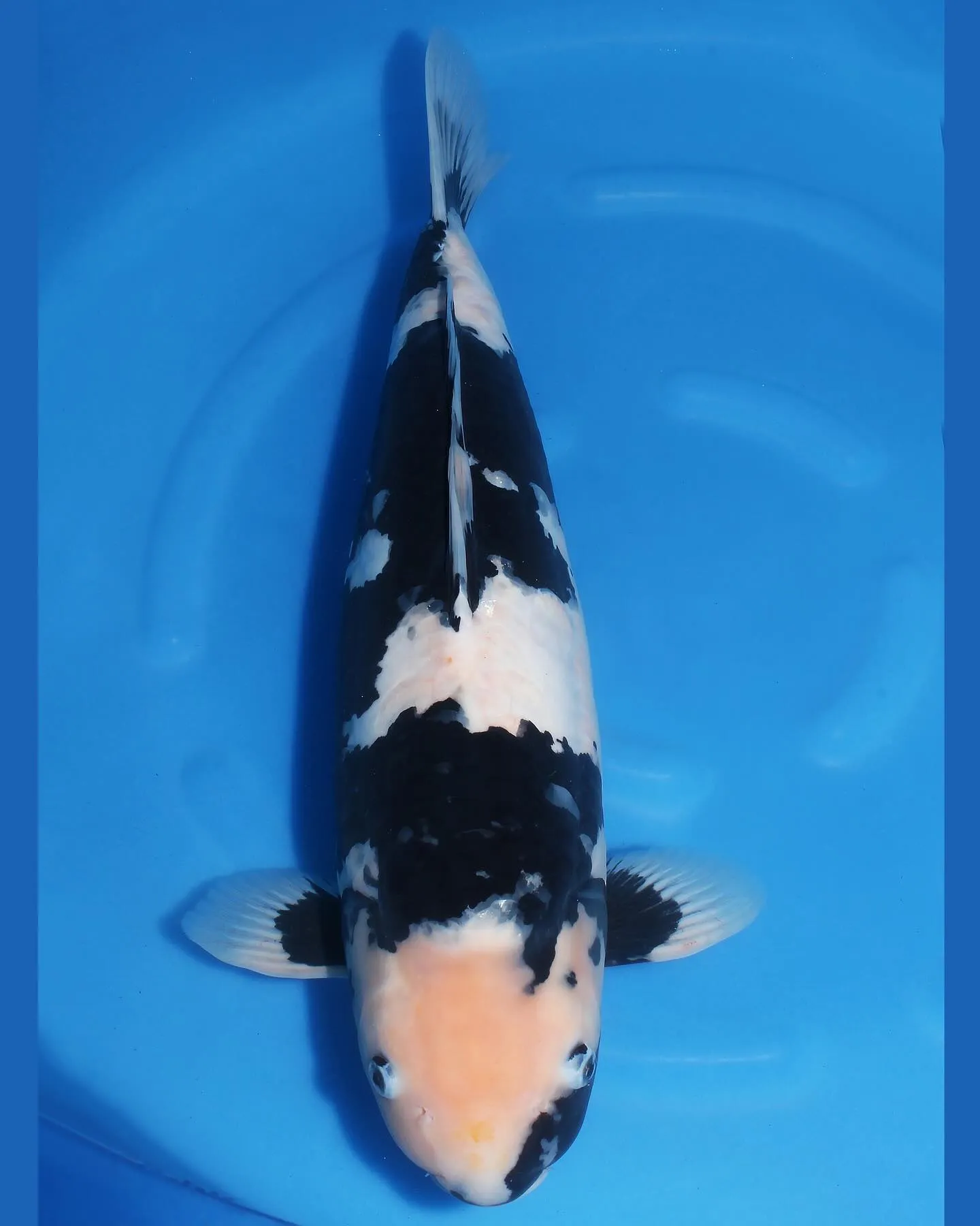 墨、墨、墨❗️