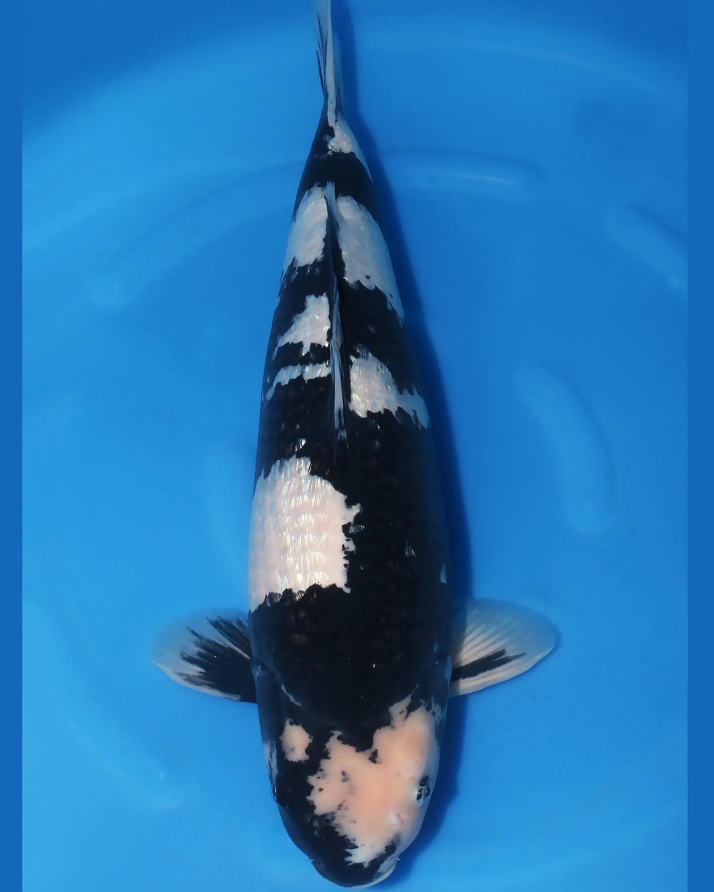 墨、墨、墨❗️