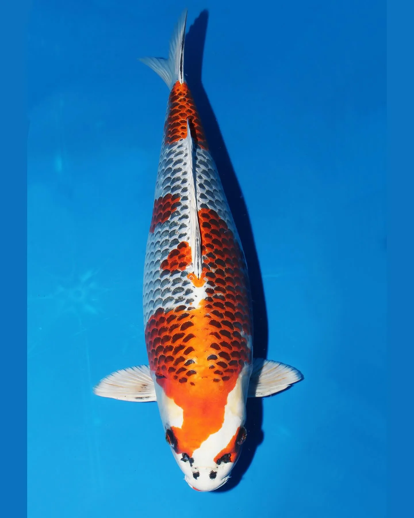 綺麗な孔雀がいました❗️