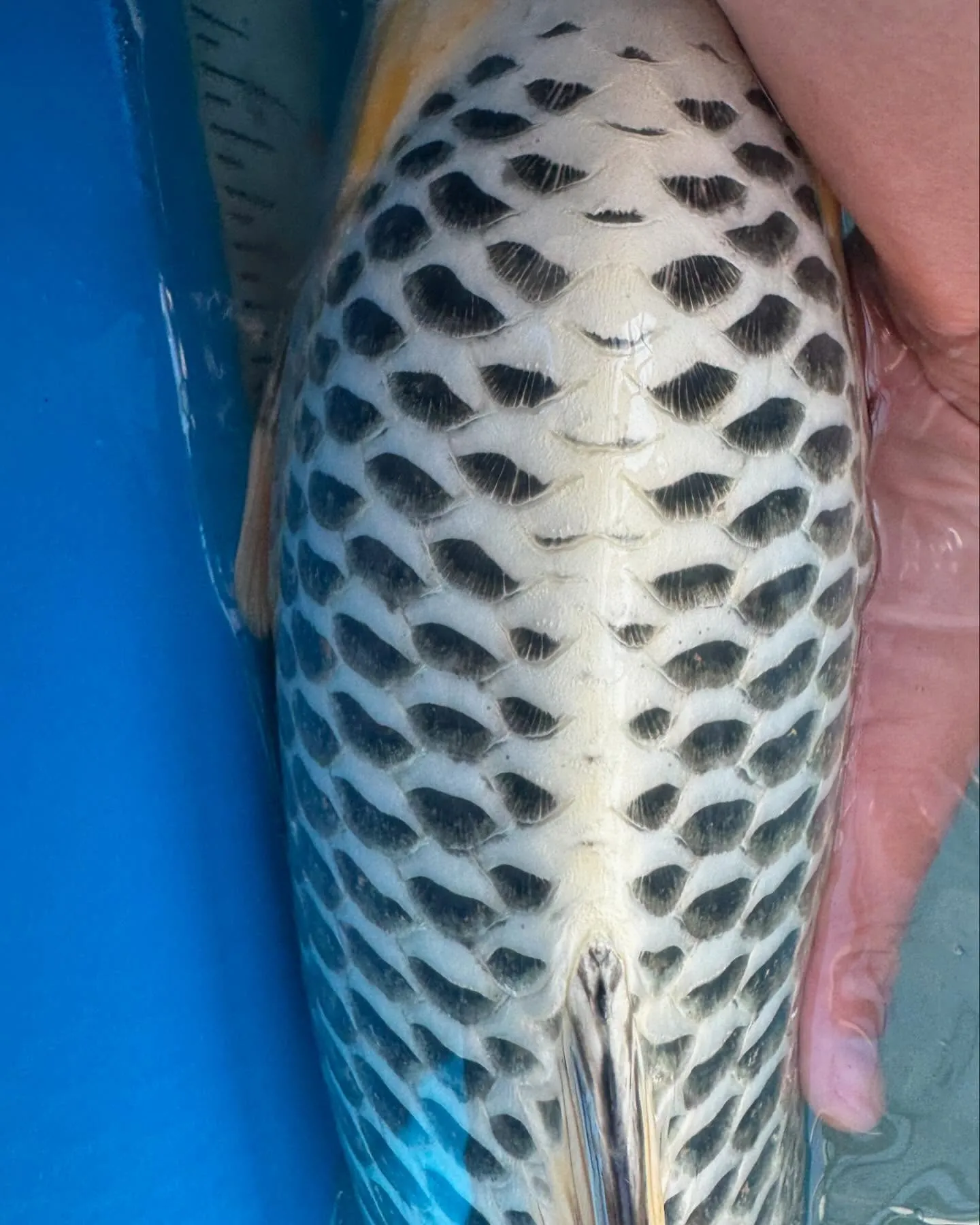 綺麗な孔雀がいました❗️