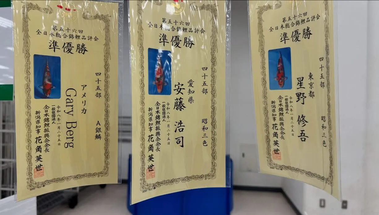 全日本錦鯉品評会にて弊社出品鯉が多くの賞に輝きました❗️