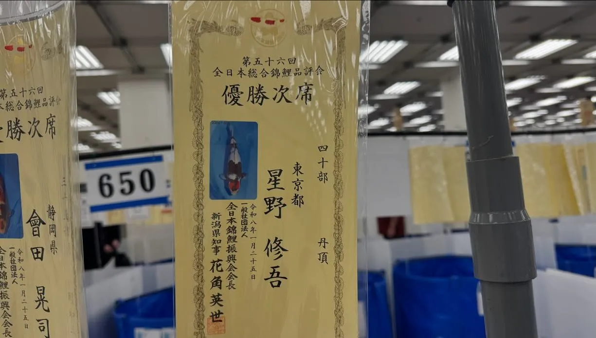 全日本錦鯉品評会にて弊社出品鯉が多くの賞に輝きました❗️
