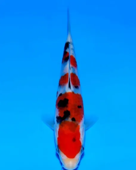 オダカンイベントで阪井養魚場の良い鯉ゲットしました❗️