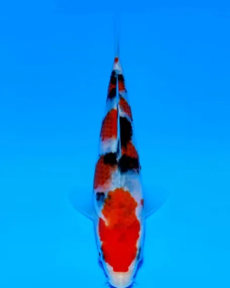 オダカンイベントで阪井養魚場の良い鯉ゲットしました❗️