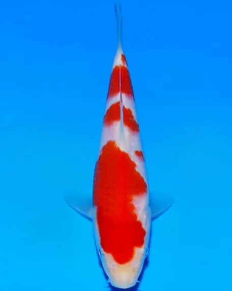 オダカンイベントで阪井養魚場の良い鯉ゲットしました❗️