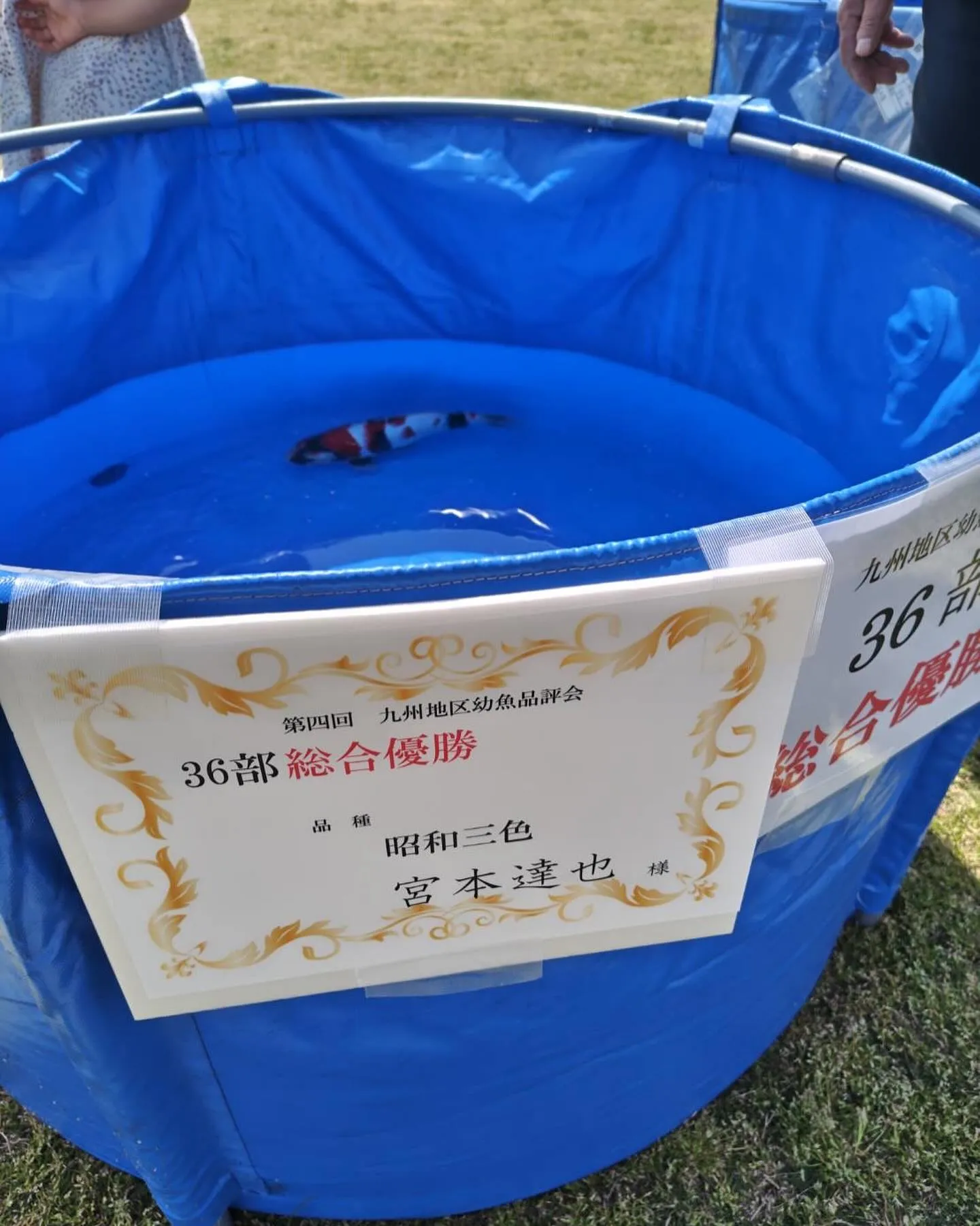 本日行われた九州地区幼魚品評会にて、