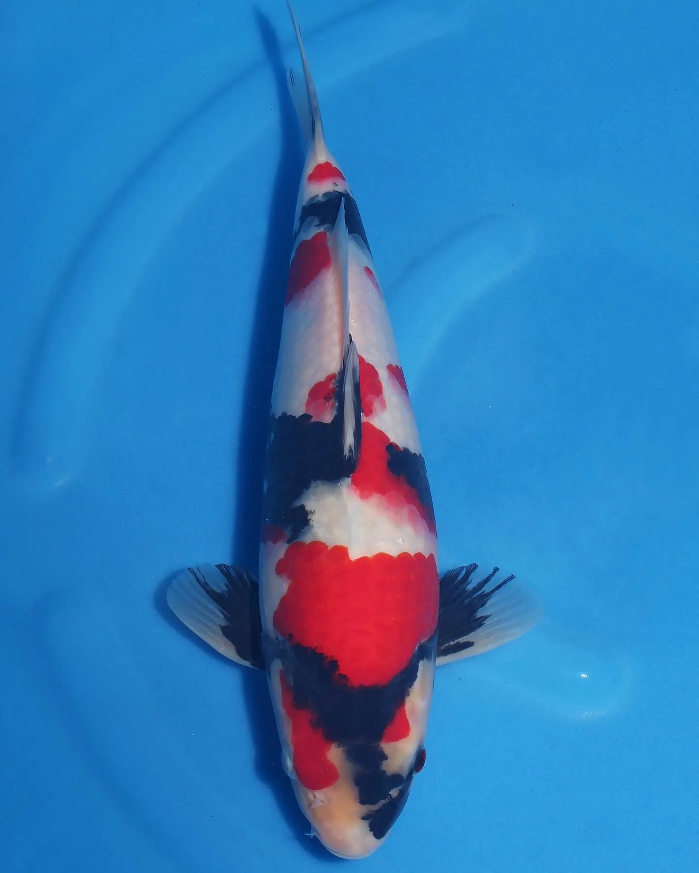 本日行われた九州地区幼魚品評会にて、