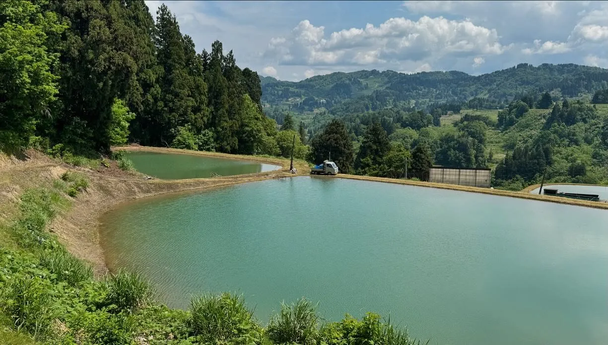 野池の準備が進み、漸く少しずつ鯉を放しています💦