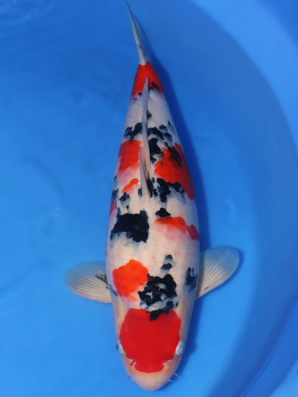 2y female 58cm