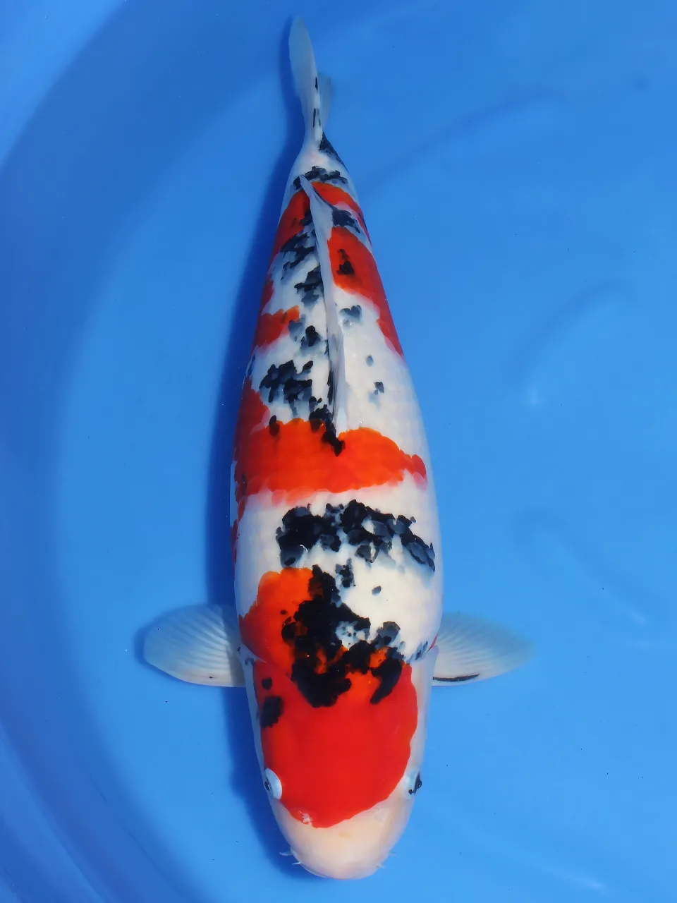 2y femle 55cm