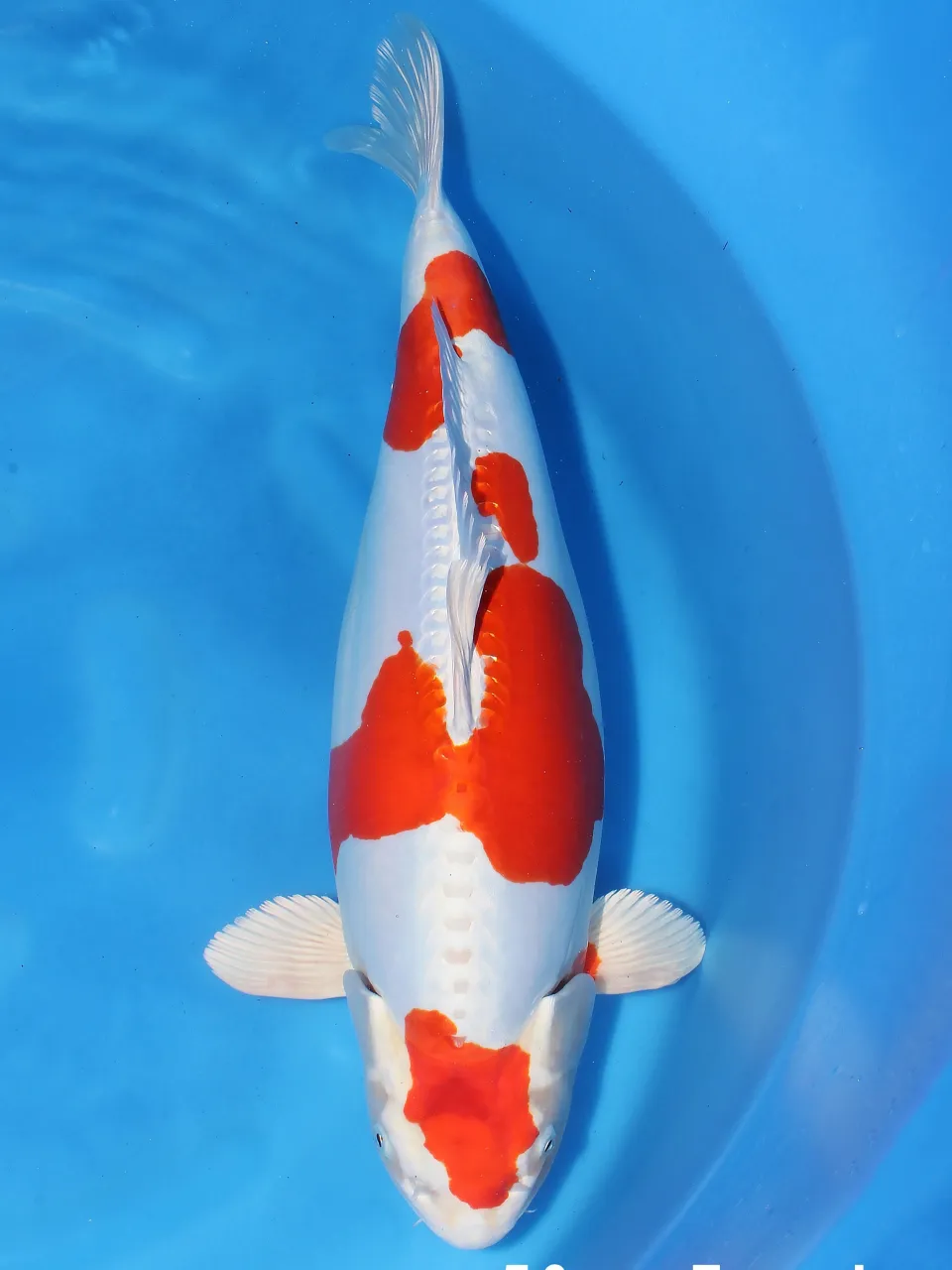 菊水52cmと丹頂52cm female❗️