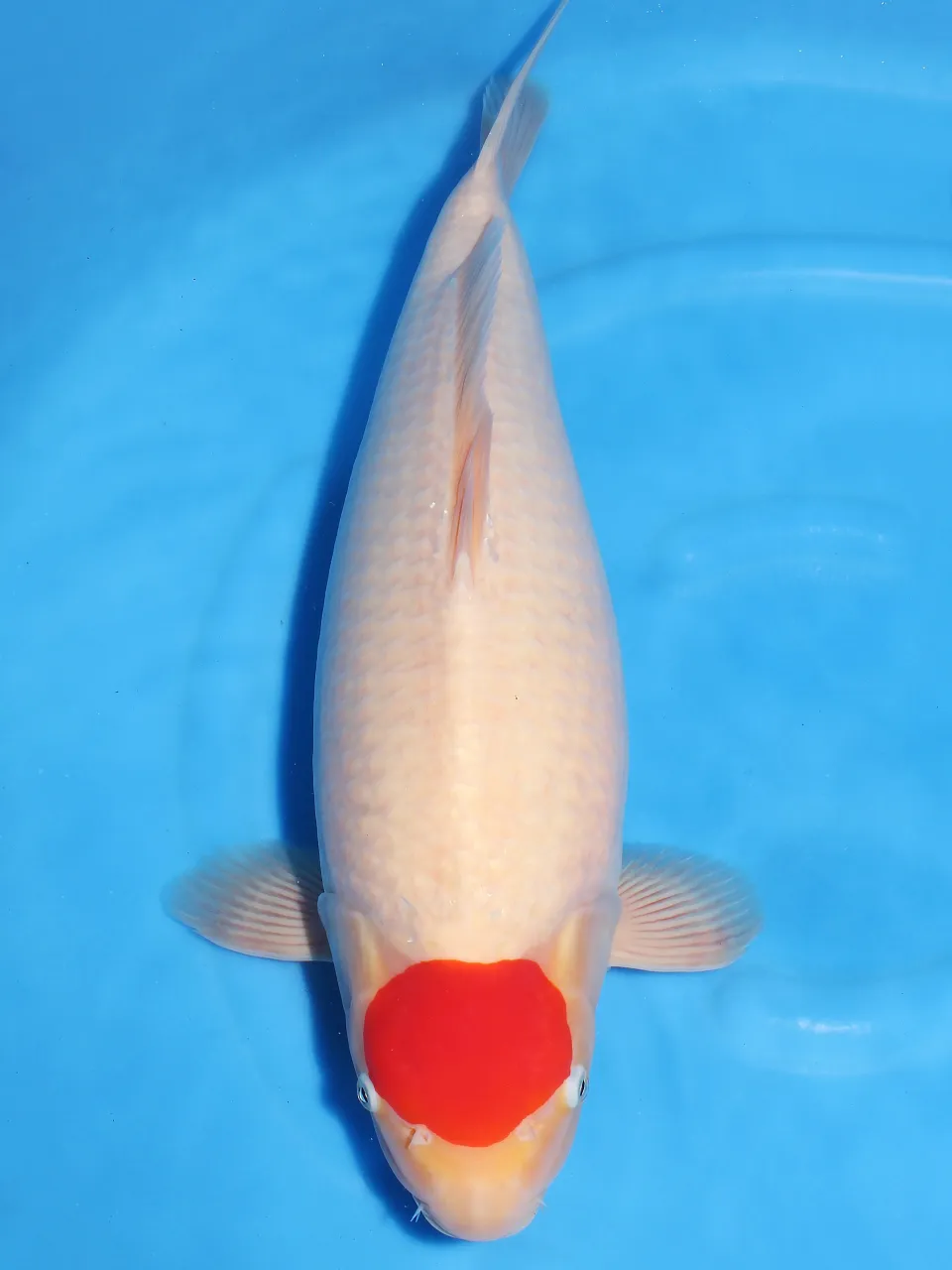 菊水52cmと丹頂52cm female❗️
