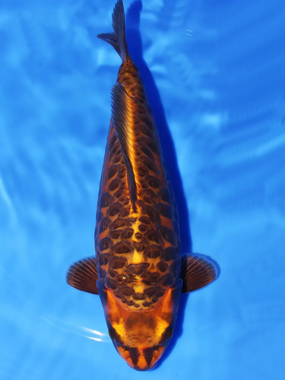 SP Aragoke 44cm female.