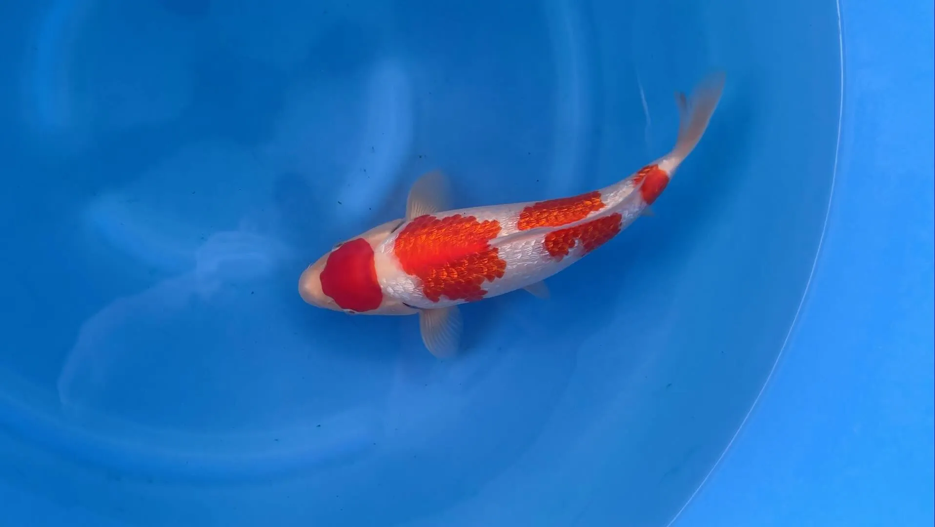 ヤバいやつゲットしました💦❗️