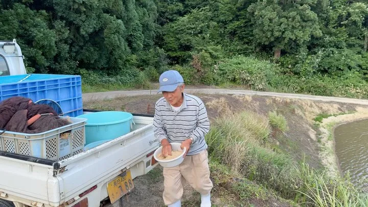 今日は午後から時間が空いたので、坂牧養鯉場の選別の手伝いに来...
