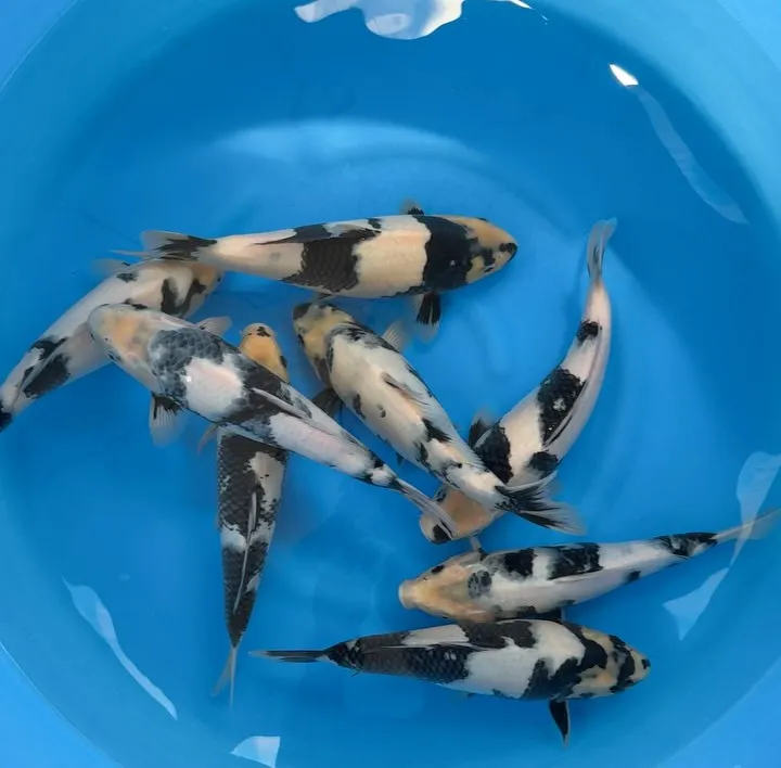 泉水飼育の白写りが太って来ました💦