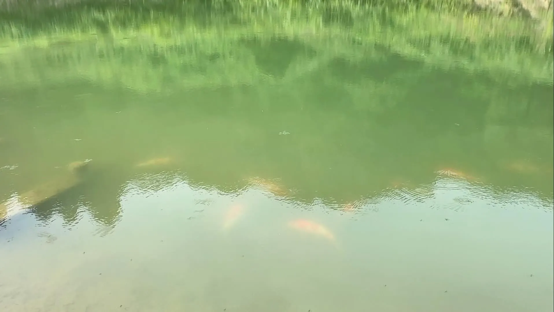 雨も降らないのに水もちが良い野池で助かってます💦